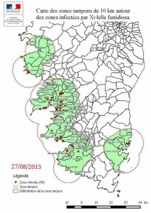 Xylella fastidiosa subsp. multiplex in Corsica 27/08/2015