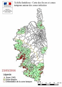 Xylella fastidiosa subsp. multiplex in Corsica 23/03/2016