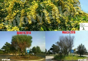 Acacia saligna, pianta ospite della Xylella