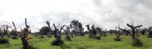 xylella_160420